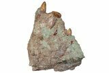 Nine Phytosaur (Redondasaurus) Teeth In Sandstone - New Mexico #62901-2